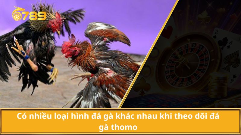 Các loại hình đá gà tại đá gà thomo