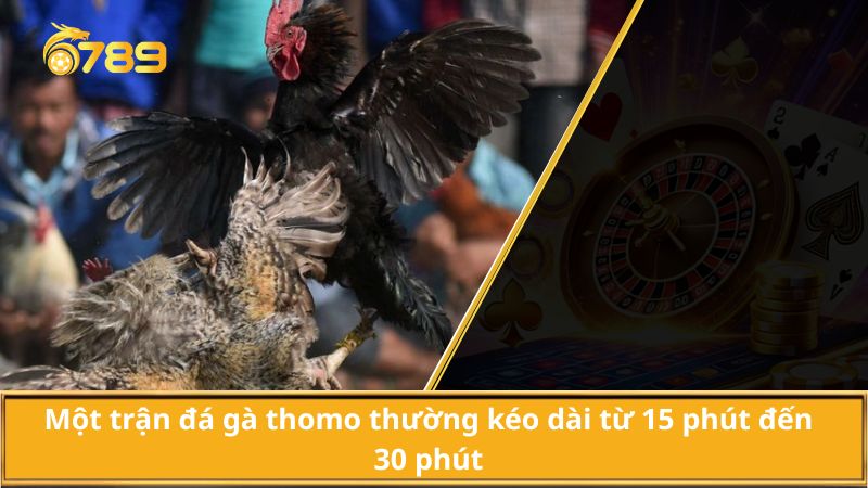 Một trận đá gà thomo thường kéo dài từ 15 phút đến 30 phút